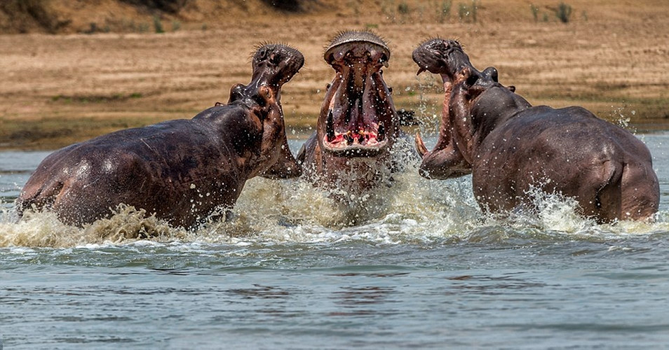 Hà mã, tên khoa học là Hippopotamus amphibius, là một loài động vật có vú ăn cỏ lớn sống ở châu Phi cận Sahara, và là một trong hai loài còn tồn tại của họ Hippopotamidae (loài còn lại là hà mã lùn.) Đây là một trong những loài thú có vú trên cạn lớn nhất và là động vật guốc chẵn nặng nhất còn lại.