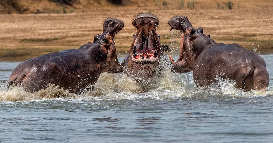 Hà mã, tên khoa học là Hippopotamus amphibius, là một loài động vật có vú ăn cỏ lớn sống ở châu Phi cận Sahara, và là một trong hai loài còn tồn tại của họ Hippopotamidae (loài còn lại là hà mã lùn.) Đây là một trong những loài thú có vú trên cạn lớn nhất và là động vật guốc chẵn nặng nhất còn lại.
