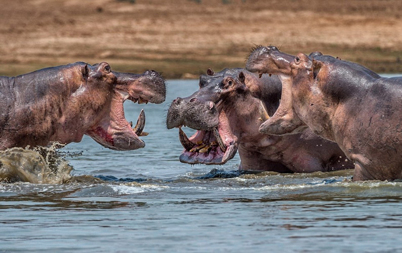 Hà mã là một trong những sinh vật hung hăng nhất trên thế giới và thường được xem như một trong những động vật nguy hiểm nhất ở châu Phi.