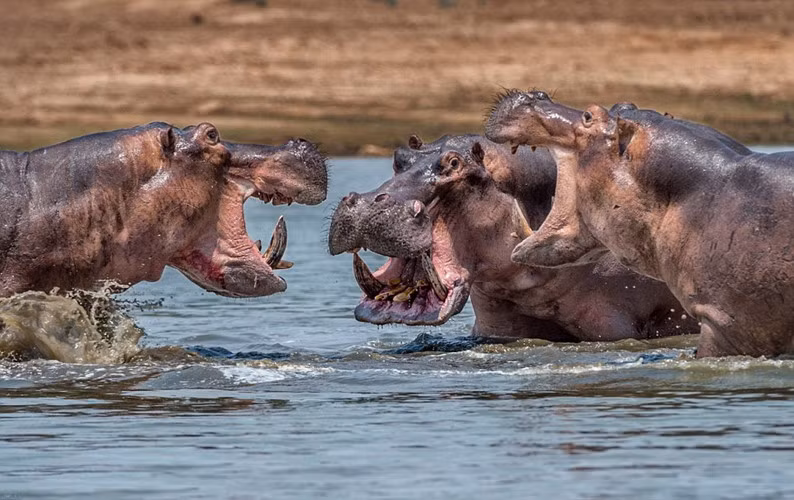 Hà mã là một trong những sinh vật hung hăng nhất trên thế giới và thường được xem như một trong những động vật nguy hiểm nhất ở châu Phi.