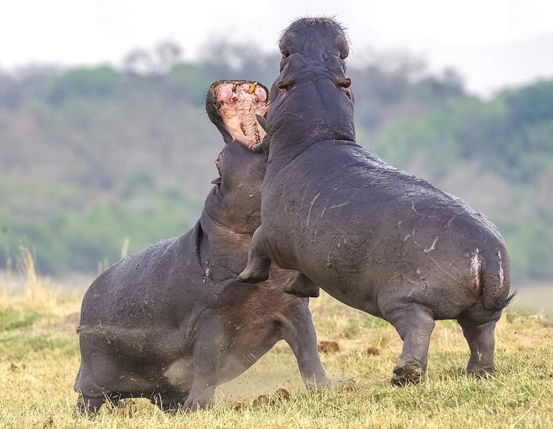 Một trong hai con hà mã đực là hà mã địa phương, đã sống lâu ở khu vực bờ sông này. Con còn lại là kẻ mới tới. Con hà mã đực mới tới đối với những con hà mã cái sống lâu ở khu vực bờ sông rất có hứng thú, vì vậy nó muốn thử vận may của mình.