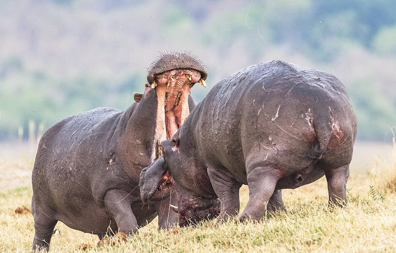 Trong trận chiến, hai con hà mã đực mở rộng hàm, liên tục tấn công đối phương bằng những cú đớp trời giáng. Từng đòn, từng miếng đều vô cùng quyết liệt. Chúng thậm chí còn ném phân lên nhau, cố gắng đứng thẳng lên, vươn người cao hơn để xác định sự thống trị của mình.