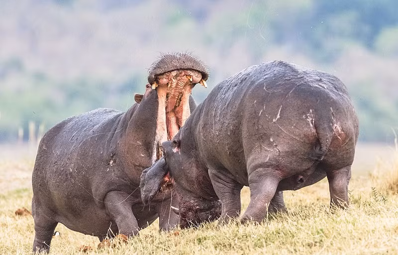 Trong trận chiến, hai con hà mã đực mở rộng hàm, liên tục tấn công đối phương bằng những cú đớp trời giáng. Từng đòn, từng miếng đều vô cùng quyết liệt. Chúng thậm chí còn ném phân lên nhau, cố gắng đứng thẳng lên, vươn người cao hơn để xác định sự thống trị của mình.