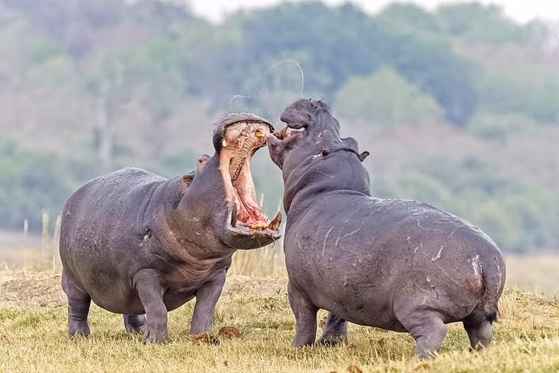 Lúc quyết định thử vận may, dường như con hà mã đực tới sau cũng biết rằng, nó sẽ phải trải qua trận quyết đấu để thể hiện sức mạnh, tranh giành quyền lực với con hà mã đực tới trước.