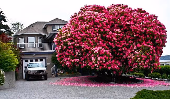 Làm thế nào để yêu người Mẹ thiên nhiên? Hãy để tôi giúp bạn hiểu rõ về giá trị của cây cối: cây cối chuyển hóa khí carbon dioxide thành khí oxy cho chúng ta hít thở và là nơi trú ẩn cho vô số sinh vật trên hành tinh này. Không chỉ vậy, cây cối còn được xem như những người khổng lồ xanh của Trái Đất, giúp che chở và bảo vệ con người khỏi những tác động xấu từ thảm họa thiên nhiên. Hơn nữa, cây cối còn là người bạn tri kỷ mỗi khi ta buồn và mệt mỏi. 1. Cây đỗ quyên hơn 125 tuổi ở British Columbia, Canada Được trồng trước một ngôi nhà ở Ladysmith – một thị trấn nhỏ trên đảo Vancouver, Canada, cây đỗ quyên này khiến bao người đi qua phải ngơ ngẩn vì sắc hồng rực của nó. Cây đỗ quyên này tồn tại hơn 125 năm, cao 7,6m, tán rộng khoảng 9m với những chùm hoa rực rỡ góp phần giúp ngôi nhà đẹp hơn nhiều lần.
