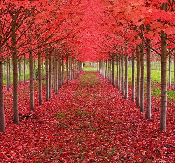 11. Rừng cây phong đỏ rực lá ở St. Louis, thuộc tiểu bang Oregon, Mỹ Khi đi giữa con đường này, bạn sẽ ngỡ như mình đang đặt chân trên một tấm thảm đỏ đẹp mê hồn, đặc biệt là đi cùng người bạn yêu thương thì còn gì bằng, phải không?