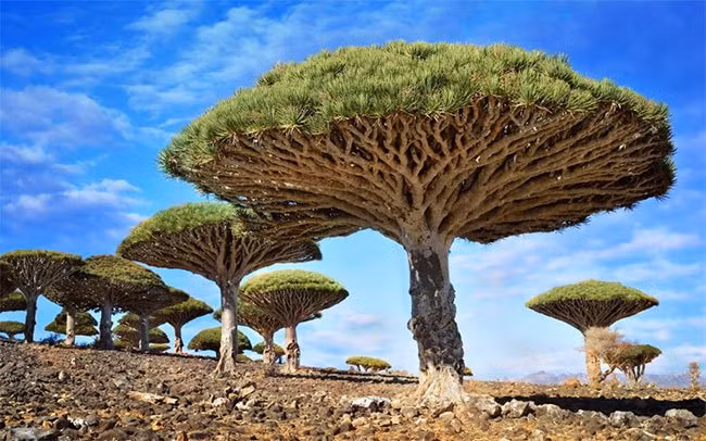 9. Cây máu rồng (Dragonblood tree) mọc trên quần đảo Socotra, Yemen Loài cây máu rồng (Dragonblood tree) này có hình thù kỳ lạ trông giống như một chiếc ô khổng lồ. Sở dĩ nó có cái tên đáng sợ này là do nhựa cây màu đỏ thẫm giống như màu máu. Trước kia, nhựa cây máu rồng rất hữu ích được dùng làm thuốc nhuộm và chữa bệnh trong các bài thuốc dân gian. Ngày nay, nhựa cây máu rồng được dùng chủ yếu để làm sơn và nước bóng.