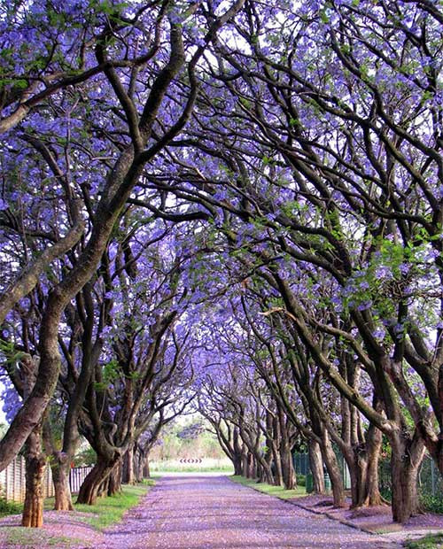 13. Cây phượng tím (Jacaranda) ở Cullinan, Nam Phi Nếu có dịp đến thăm thị trấn Cullinan vào tháng Mười, chắc chắn bạn sẽ bị mê mẩn trước những đường hoa phượng tím biếc đua nhau khoe sắc.