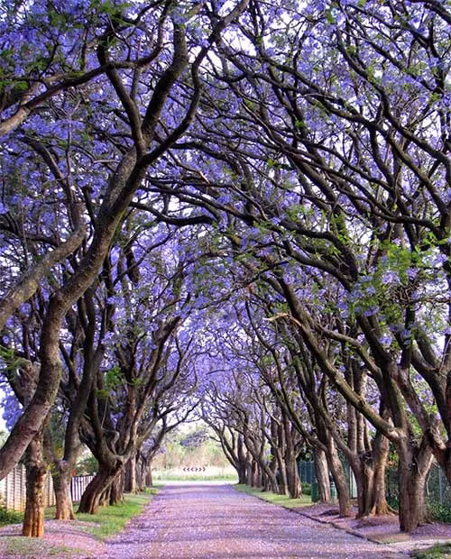 13. Cây phượng tím (Jacaranda) ở Cullinan, Nam Phi Nếu có dịp đến thăm thị trấn Cullinan vào tháng Mười, chắc chắn bạn sẽ bị mê mẩn trước những đường hoa phượng tím biếc đua nhau khoe sắc.