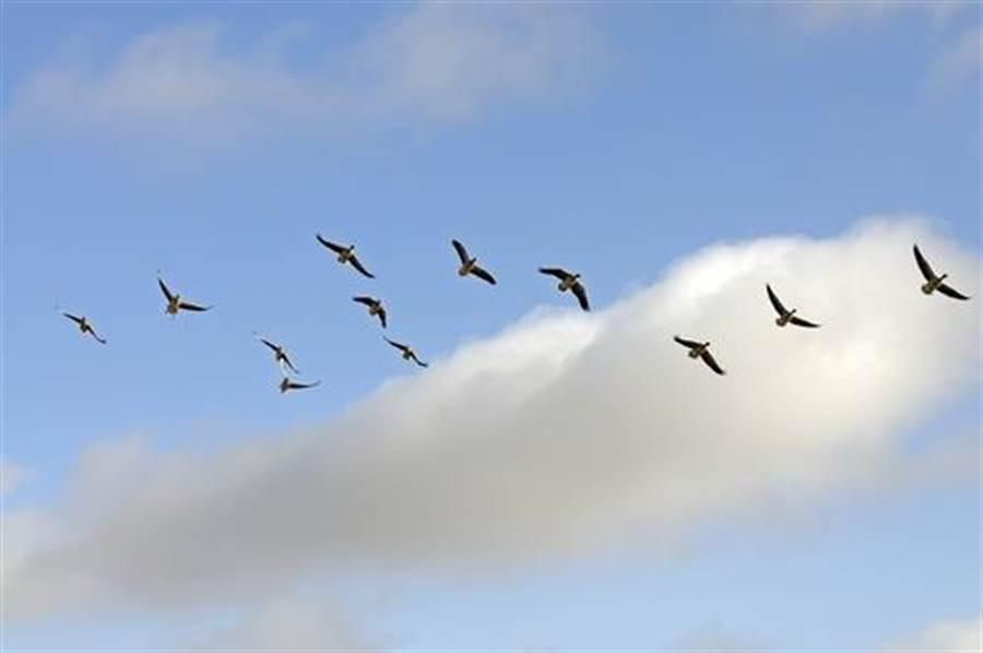 Ky quac hang ngan con chim chet vi dam vao may... qua cung