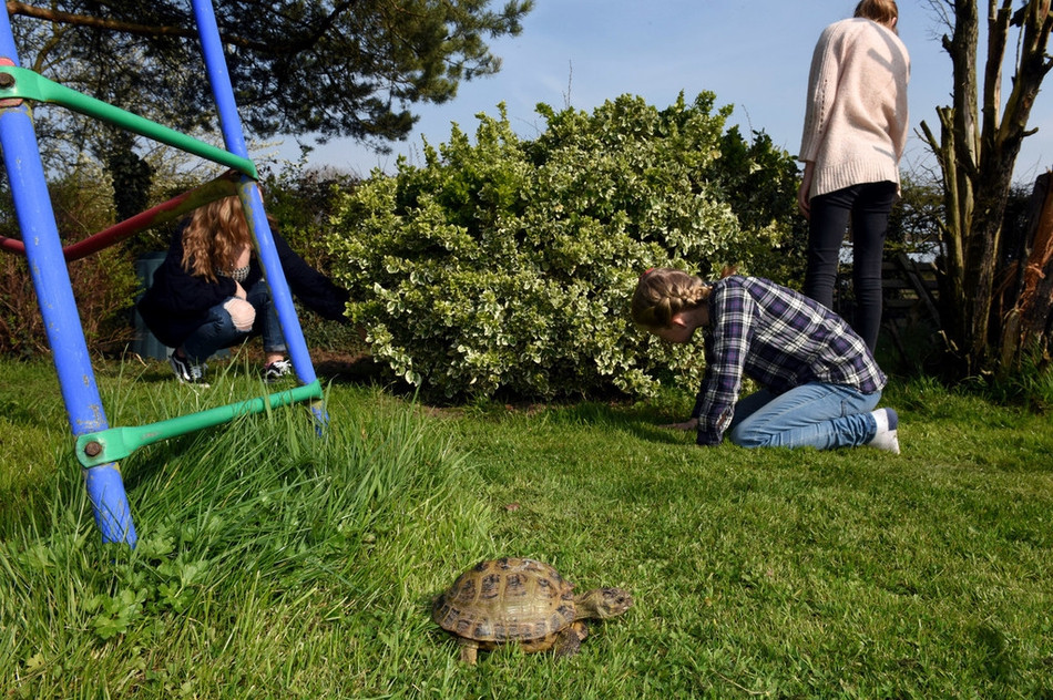 Không biết rằng mình đã bị theo dõi, Mikey kiên trì như cũ, không ngừng chạy trốn. Đến nay, Mikey đã "vượt ngục" hơn 100 lần, khiến chủ nhân của nó cũng phải nể phục.