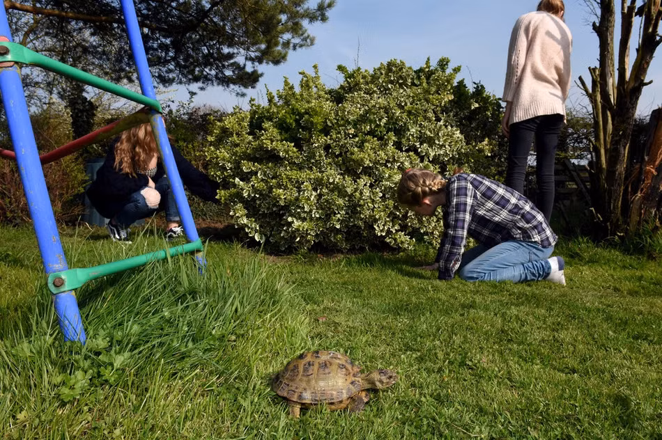 Không biết rằng mình đã bị theo dõi, Mikey kiên trì như cũ, không ngừng chạy trốn. Đến nay, Mikey đã "vượt ngục" hơn 100 lần, khiến chủ nhân của nó cũng phải nể phục.