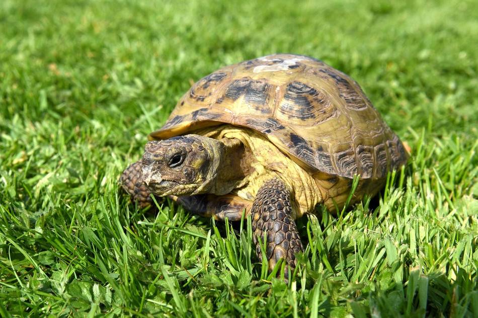 Tuy bị bắt hết lần này đến lần khác nhưng chú rùa nhỏ nghị lực vẫn không bỏ cuộc, không nản chí.