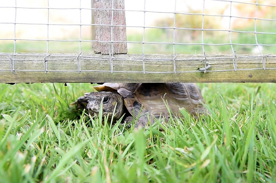 Mikey luôn tìm được cách trốn thoát khỏi nơi nuôi nhốt và lên đường tìm cuộc sống tự do.