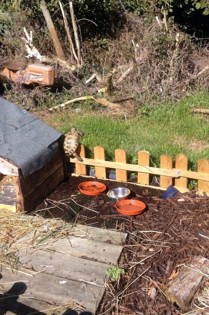 Cô Lucy cho biết, khi Mikey trốn thoát vài lần đầu, theo yêu cầu của những đứa trẻ, cô đã cho đặt thiết bị định vị GPS lên người chú rùa để có thể tìm thấy nó dễ dàng.