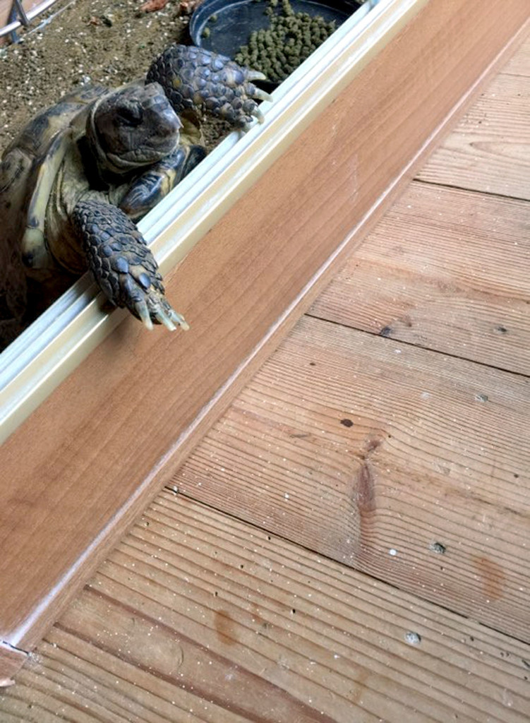 Ngay cả khi bị đặt máy định vị GPS, chú rùa nhỏ Mikey vẫn không từ bỏ việc tìm kiếm cuộc sống tự do của mình.