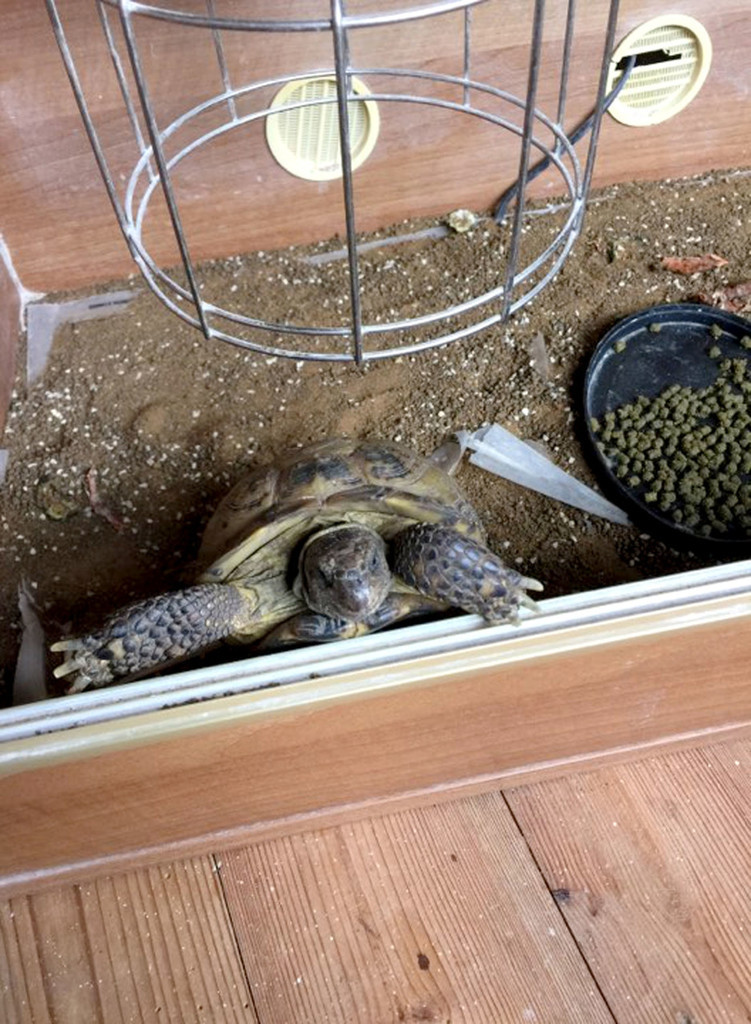 Mikey liên tục trốn đi, hết lần này đến lần khác. muốn tìm cuộc sống tự do thuộc về chính bản thân mình.