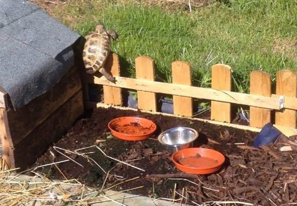 Theo thông tin đăng tải, chú rùa nhỏ bất khuất này tên là Mikey. Với tinh thần không bao giờ bỏ cuộc, chú rùa nhỏ đã cố gắng bỏ trốn hơn 100 lần, khiến chủ nhân cũng phải nể phục tinh thần và nghị lực kiên trì của nó.