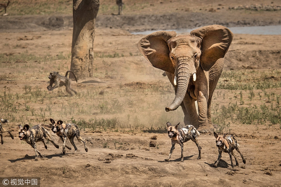 Voi rung the hien quyen uy truoc bay cho hoang khat mau-Hinh-4