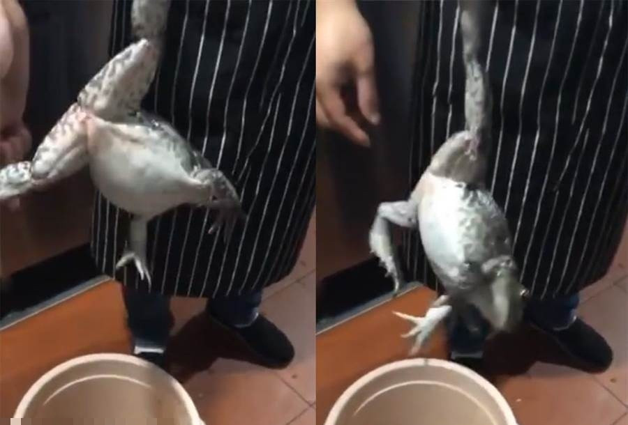 Dem ech ra mo, dau bep phat hien su la hai hung