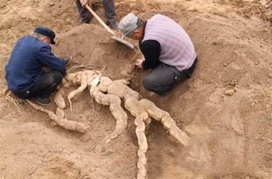 Cuoc dat trong vuon, tim duoc thu khong lo gay choang vang