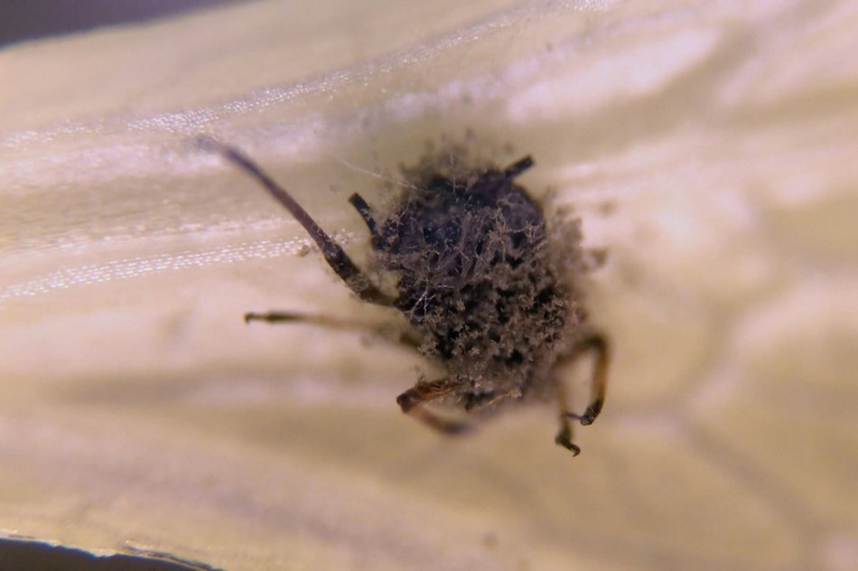 Kết quả, các loại rau trông sạch sẽ và bóng mượt lại ẩn giấu rất nhiều vi khuẩn, vi trùng, thậm chí là cả côn trùng tý hon mà mắt thường của con người hầu như không thể nhìn thấy trên bề mặt.