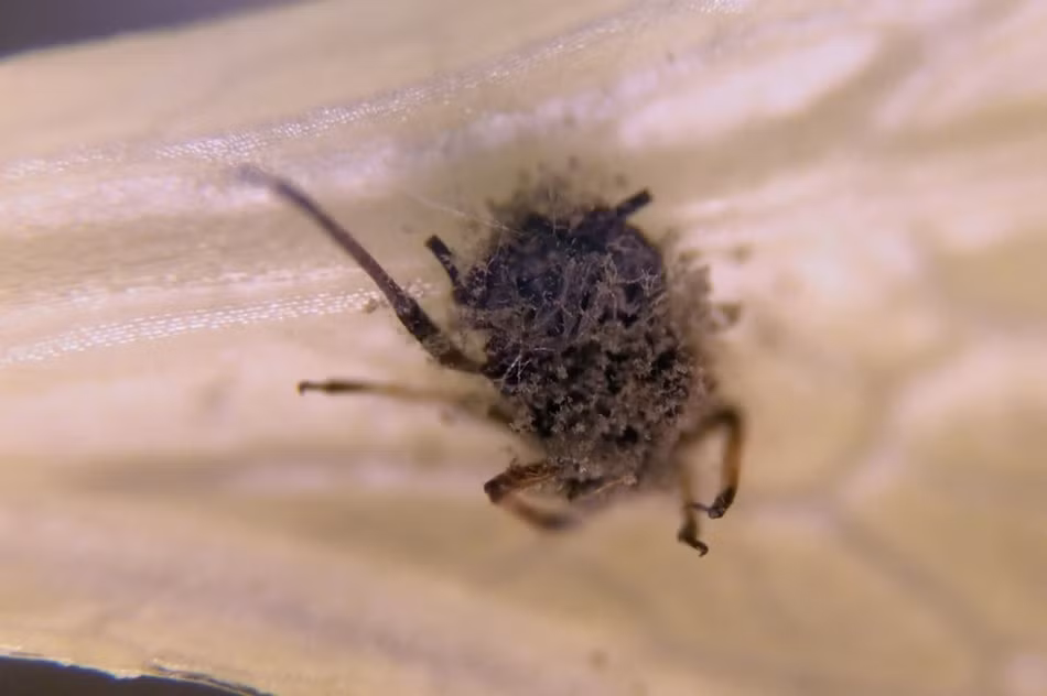 Kết quả, các loại rau trông sạch sẽ và bóng mượt lại ẩn giấu rất nhiều vi khuẩn, vi trùng, thậm chí là cả côn trùng tý hon mà mắt thường của con người hầu như không thể nhìn thấy trên bề mặt.