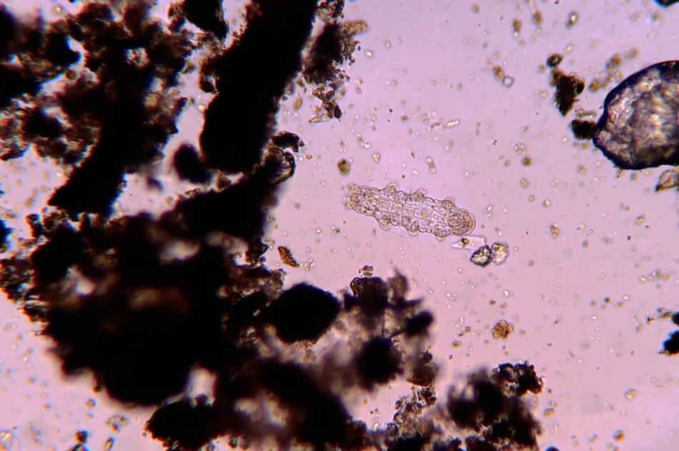 Trông rất sạch sẽ nhưng thực ra những loại rau tươi mới ở siêu thị vẫn có thể chứa những vi sinh vật có hại.