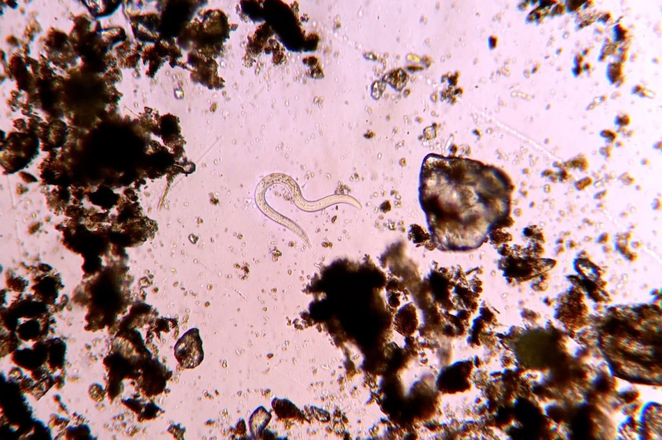 Theo thông tin đăng tải, Martin Kaae Kristiansen, một sinh viên y sinh tại Đại học Aalborg, Đan Mạch đã thực hiện một thí nghiệm nhỏ trên rau sạch vài ngày trước. Kết quả thực sự bất ngờ, khiến nhiều người ngạc nhiên, choáng váng.