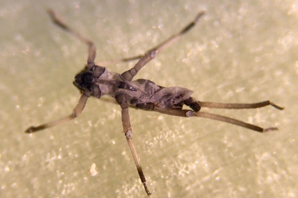 Trong ảnh là một loài côn trùng siêu nhỏ mà kính hiển vi phát hiện ra.