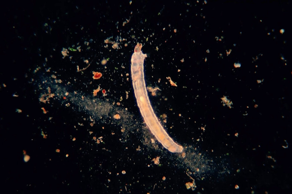 Không chỉ thế, các loài vi sinh vật này còn sinh sống rất khỏe mạnh.