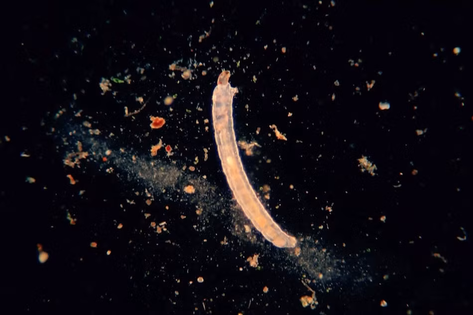 Không chỉ thế, các loài vi sinh vật này còn sinh sống rất khỏe mạnh.