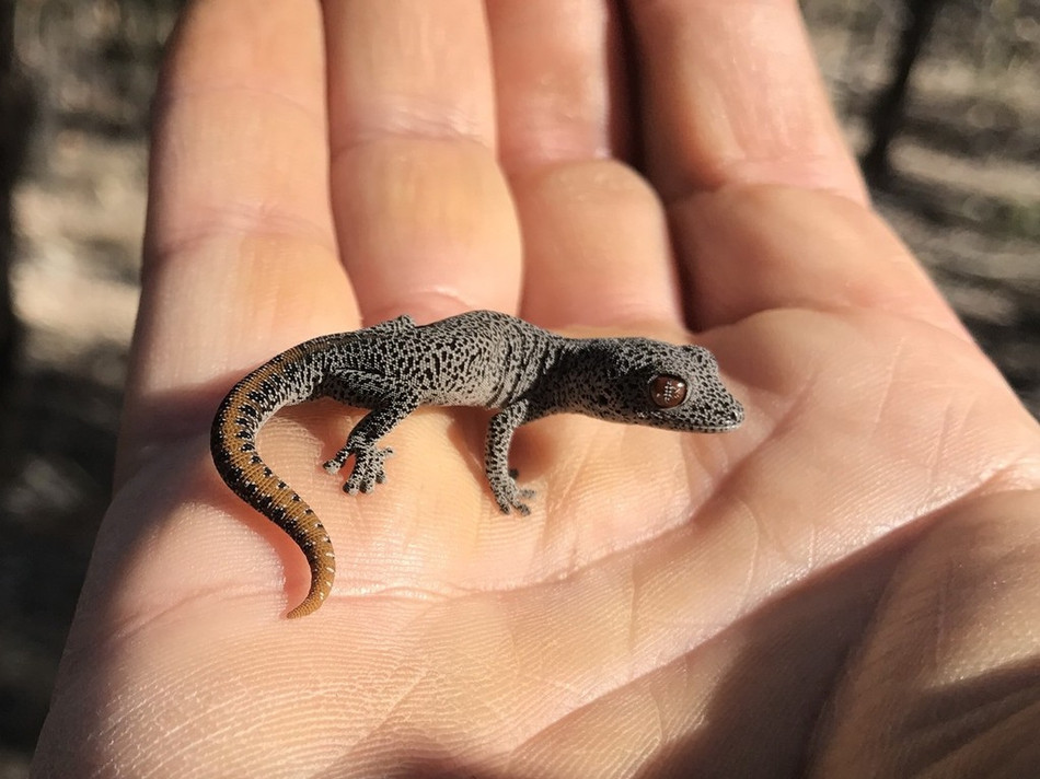 Tac ke hung han phun chat long hoi thoi tan cong nguoi-Hinh-3