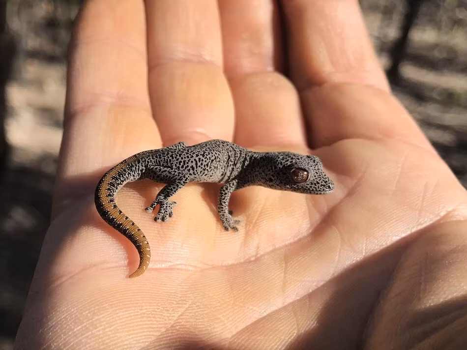 Tac ke hung han phun chat long hoi thoi tan cong nguoi-Hinh-3