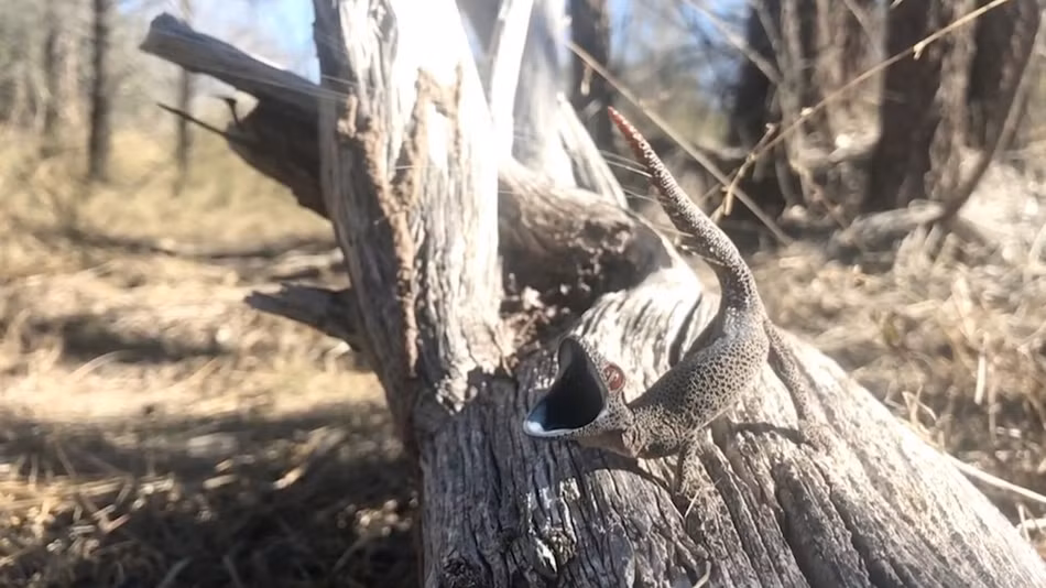 Tac ke hung han phun chat long hoi thoi tan cong nguoi-Hinh-2