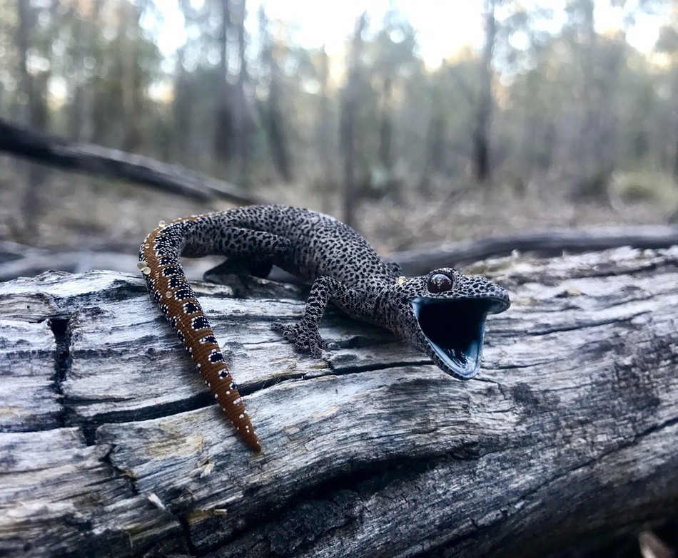 Tac ke hung han phun chat long hoi thoi tan cong nguoi