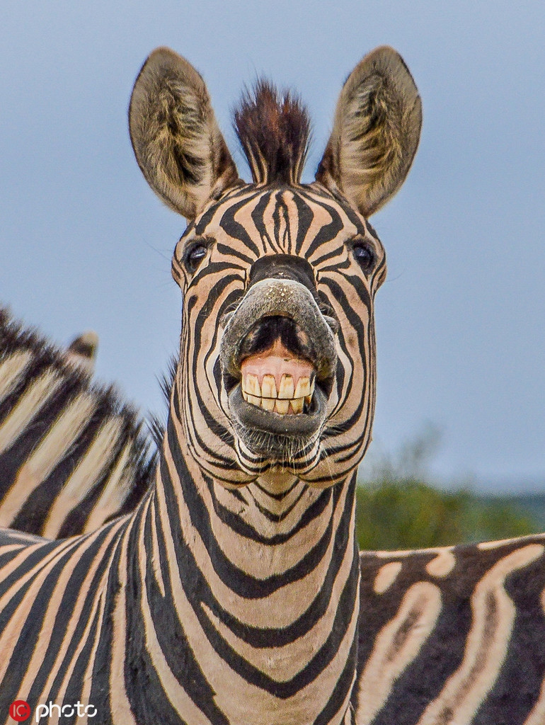 Ngược lại với những động vật khác, con ngựa vằn vui tính này chủ động cười thật tươi khi nhìn thấy nhiếp ảnh gia đang tác nghiệp. Tiếc rằng nụ cười tươi "quá đà" của nó khiến nó trở nên ngốc nghếch.