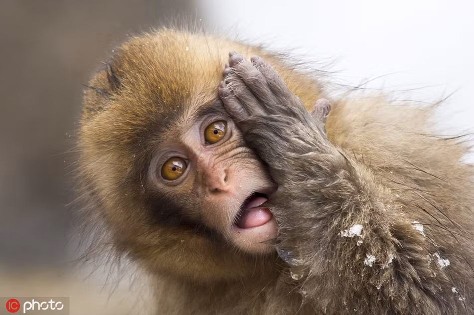 Cảm thấy khó tin khi đang tắm mà cũng bị chụp ảnh, một con khỉ tuyết ở Nhật Bản bày ra vẻ mặt "không thể tin nổi".