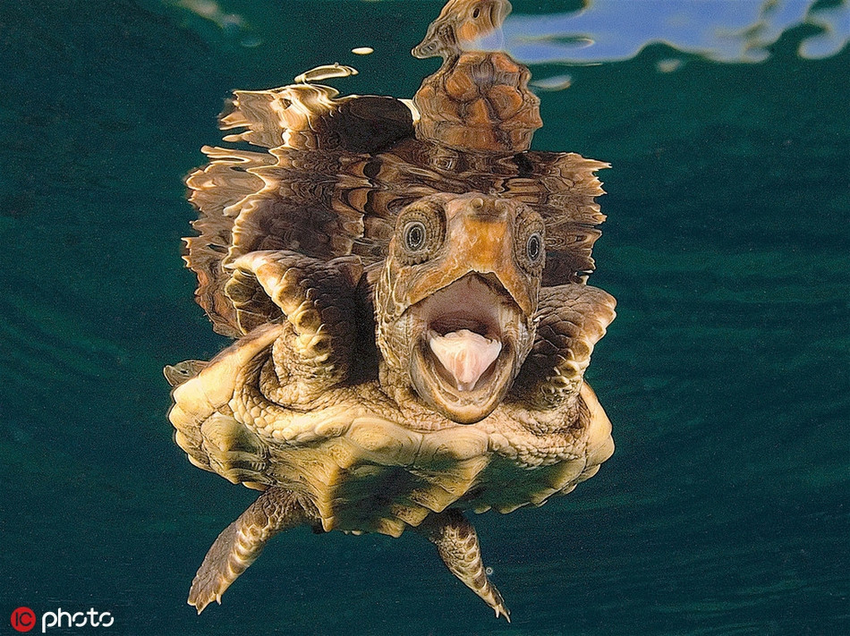 Vừa lặn xuống nước đã thấy nhiếp ảnh gia "phục kích", rùa biển hốt hoảng trợn mắt há mồm vì quá ngạc nhiên.