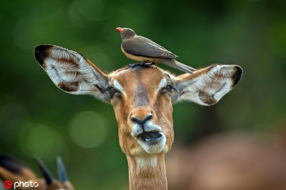 Đang ngái ngủ, thất thần lại bị chim bắt ve nhảy lên đầu đứng, con linh dương này chắc chắn sẽ vô cùng khó chịu khi bị nhiếp ảnh gia chụp ảnh "dìm hàng" như thế này.