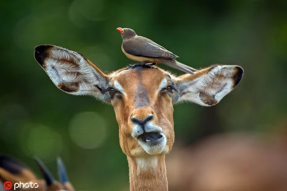 Đang ngái ngủ, thất thần lại bị chim bắt ve nhảy lên đầu đứng, con linh dương này chắc chắn sẽ vô cùng khó chịu khi bị nhiếp ảnh gia chụp ảnh "dìm hàng" như thế này.