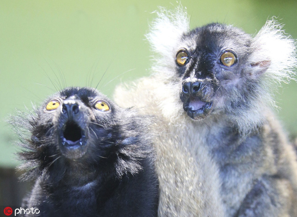 Khỉ nhỏ tỏ vẻ ngạc nhiên tột độ khi thấy nhiều ống kính hướng về phía mình, chụp ảnh liên tục.