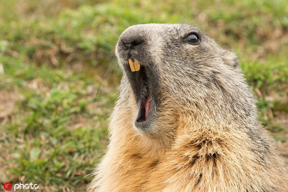 Vừa chồi lên khỏi tổ, con cầy thảo nguyên này đã há hốc mồm vì kinh ngạc khi thấy ống kính nhiếp ảnh gia chĩa thẳng về phía mình.