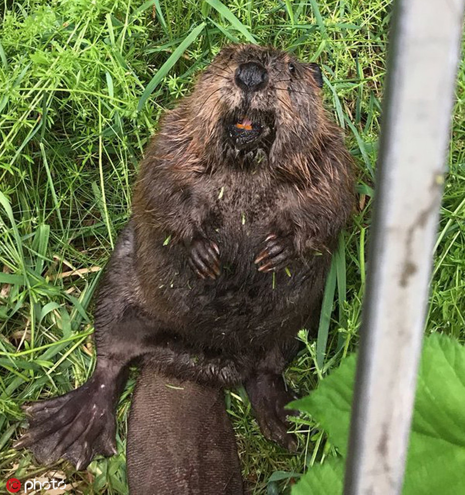 Rái cá giật mình hoảng hốt khi bị nhiếp ảnh gia bắt gặp đang lẩn trốn trong bụi cỏ gần sông.