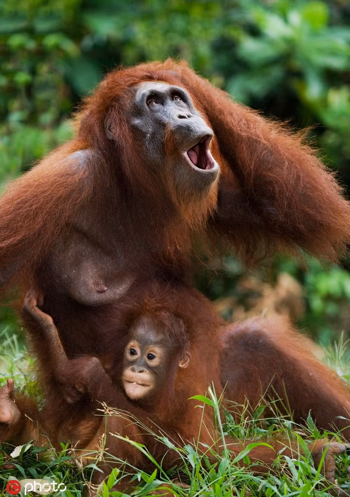 Bị chụp trộm khi đang cho đười ươi con bú, đười ươi mẹ ôm đầu thể hiện sự kinh ngạc, như không thể tin nổi mình lại bị chụp ảnh vào đúng lúc này. Nhưng khoảnh khắc xấu hổ muốn "độn thổ" của động vật hoang dã lại khiến con người thấy ấn tượng.