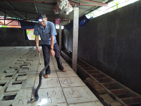 Khong ngo nuoi loai mang xa doc nay lai co ngay kham kha