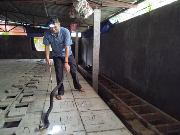 Khong ngo nuoi loai mang xa doc nay lai co ngay kham kha