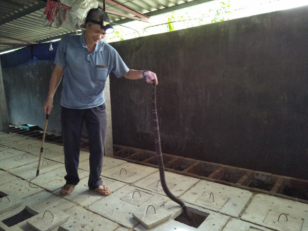 Không ngờ nuôi loài mãng xà độc này lại có ngày khấm khá - Hình 2 Khong ngo nuoi loai mang xa doc nay lai co ngay kham kha-Hinh-2