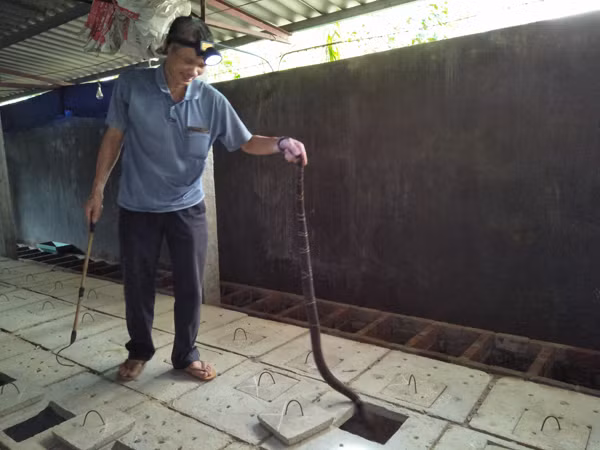 Khong ngo nuoi loai mang xa doc nay lai co ngay kham kha-Hinh-2