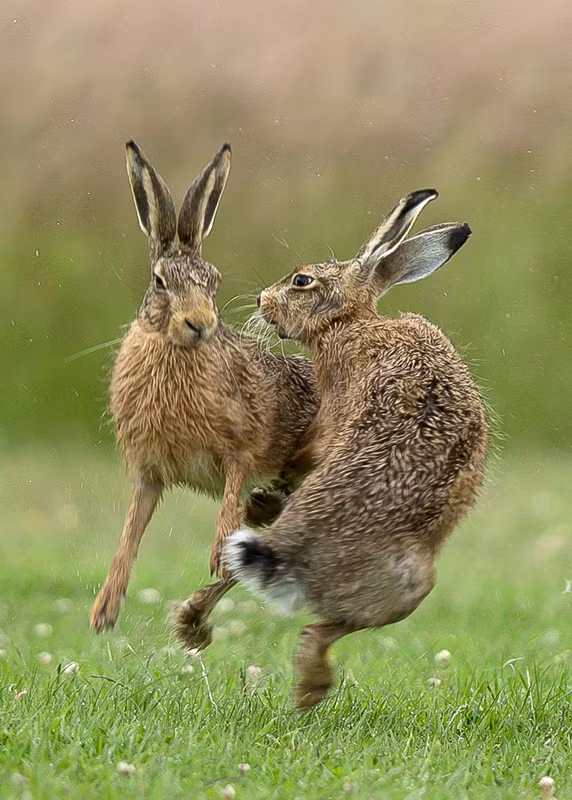 Thỏ nâu hoang dã đánh nhau bạo lực trước khi "yêu" - Hình 2 Tho nau hoang da danh nhau bao luc truoc khi